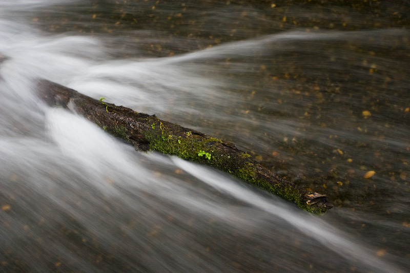 Branch In Wahkeena Creek